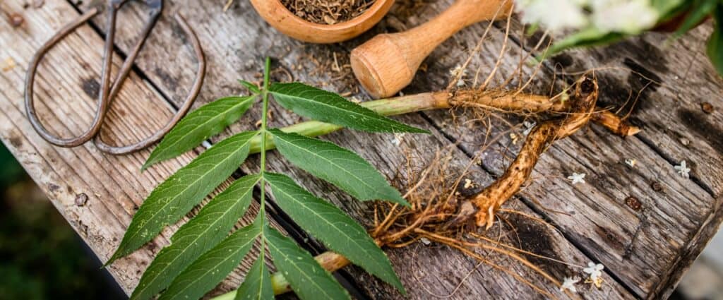 The Role of Vertical Farming in Sustainable Herbal Medicine Production