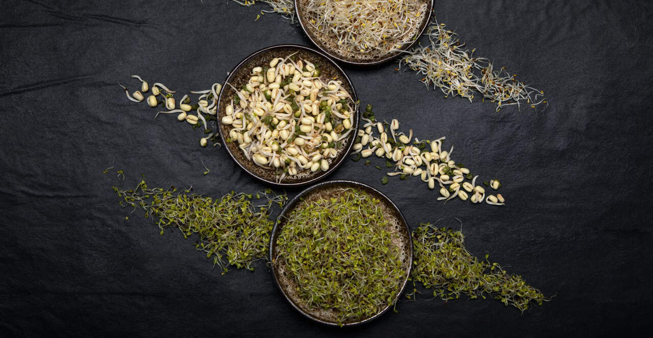 The Role of Hydroponics in Producing Chemical-Free Herbal Extracts