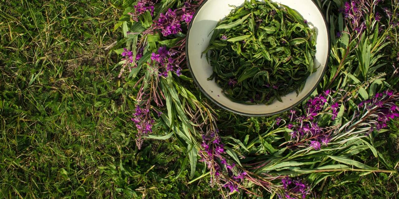 Herbal Farming in Urban Spaces: The Potential of Vertical Farming