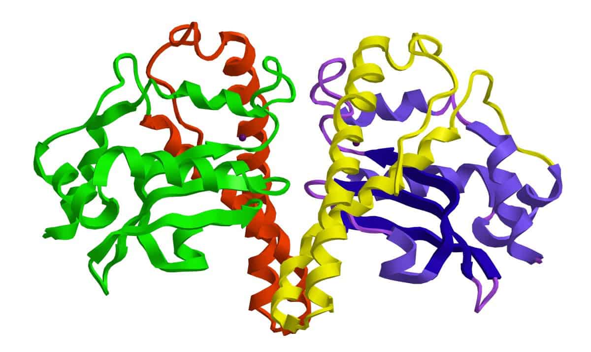 Longevity superoxide dismutase levels